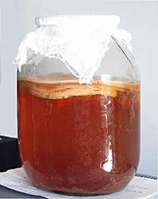 Чайный гриб уход и приготовление на 3 литровую банку рецепт с фото